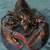 Elderly Lobster Spared by Oceana Restaurant